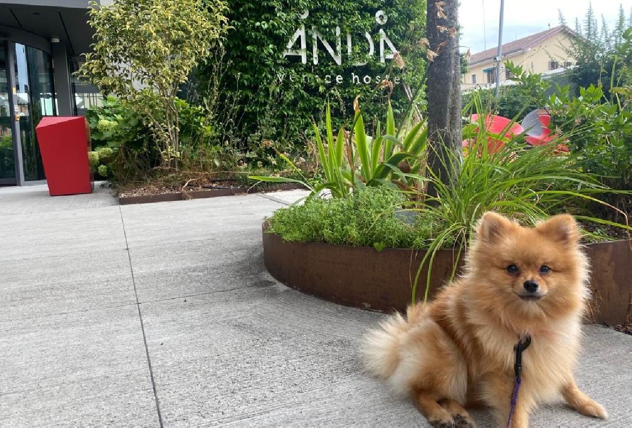 Venice with your dog pet friendly travel tips! Anda Venice Hostel